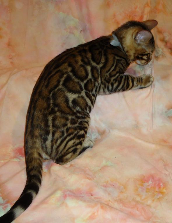 Male Female Brown Silver Snow Bengal Kittens photo 12