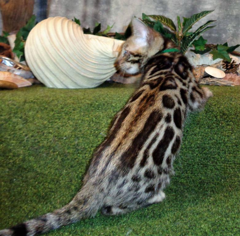 Male Female Brown Silver Snow Bengal Kittens photo 17