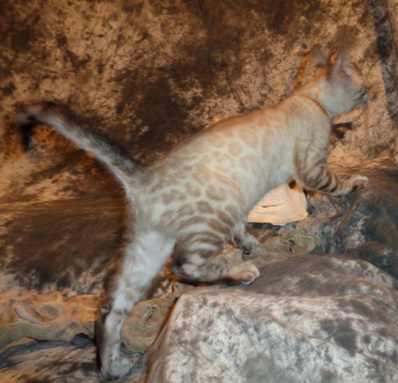 Male Female Brown Silver Snow Bengal Kittens photo 2