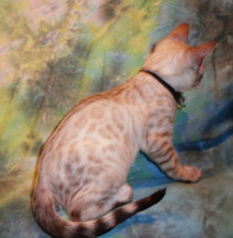 Male Female Brown Silver Snow Bengal Kittens photo 7