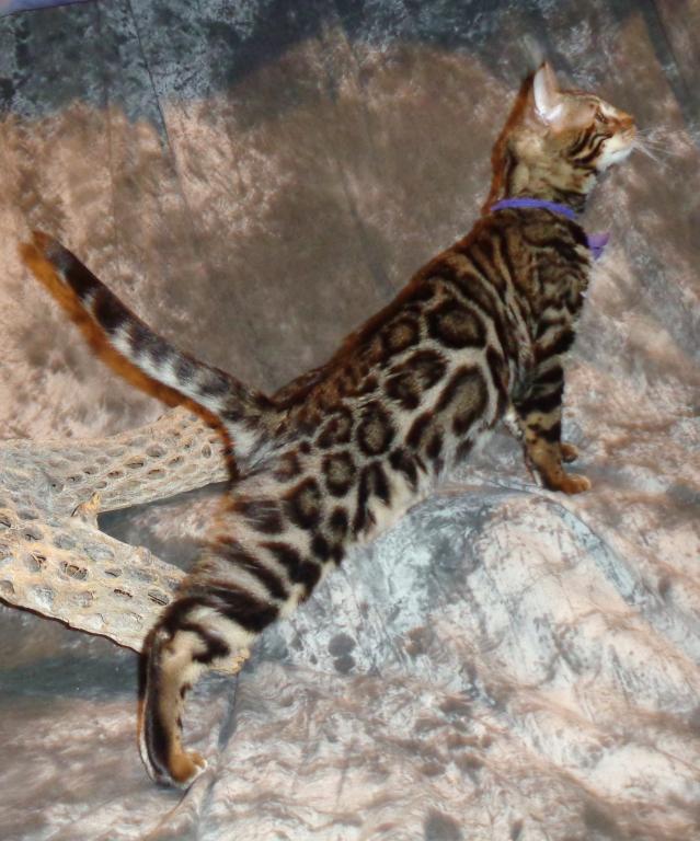 Male Female Brown Silver Snow Bengal Kittens photo 4