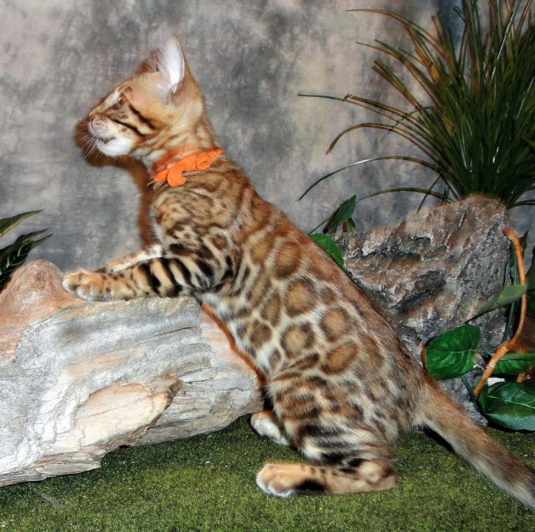 Male Female Brown Silver Snow Bengal Kittens photo 1