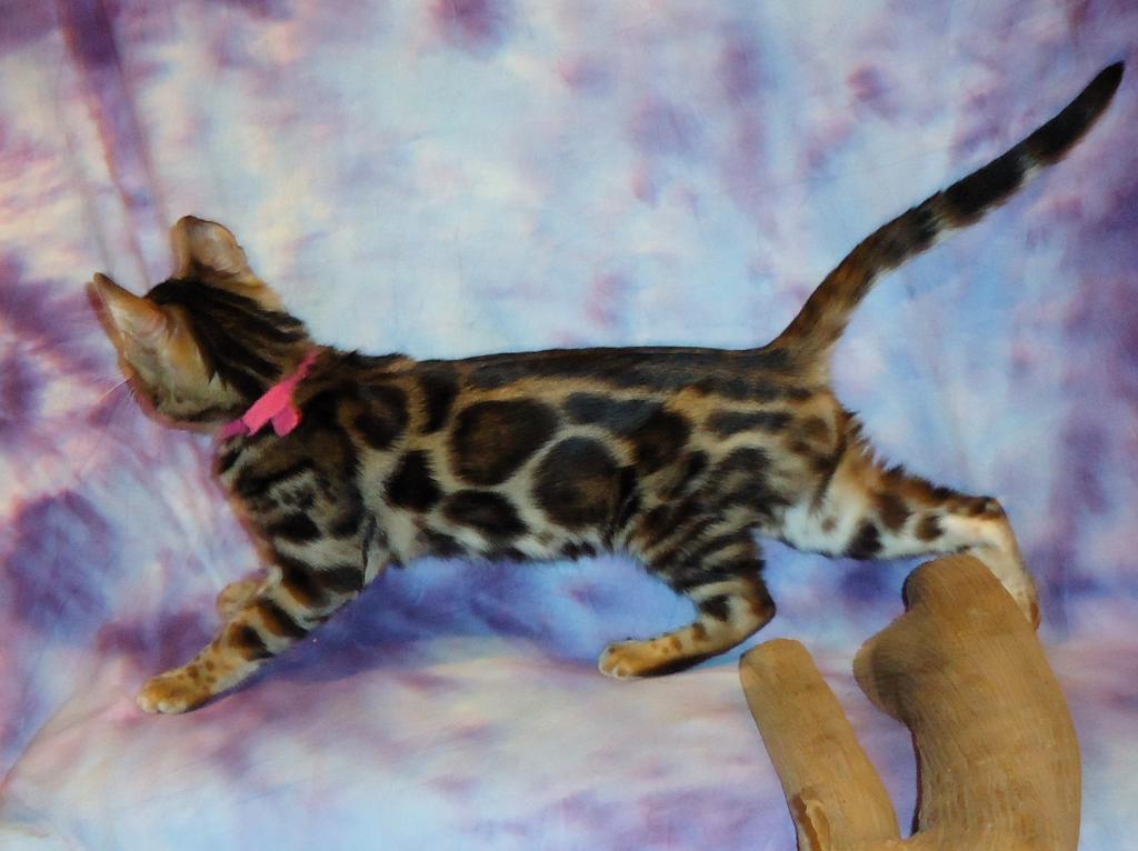 Male Female Brown Silver Snow Bengal Kittens photo 11