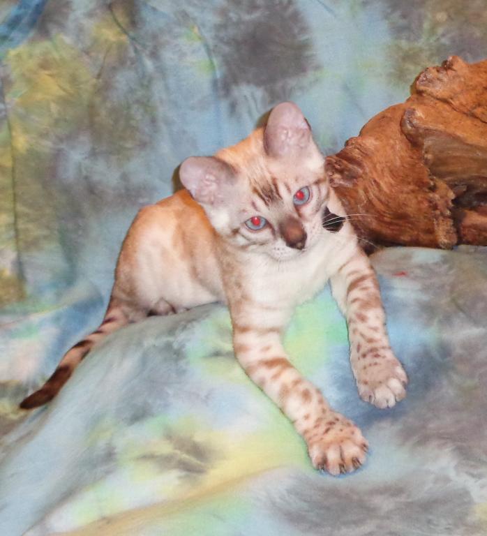 Male Female Brown Silver Snow Bengal Kittens photo 8