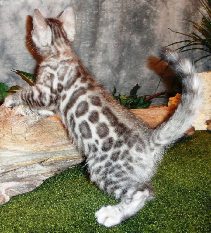 Male Female Brown Silver Snow Bengal Kittens photo 13