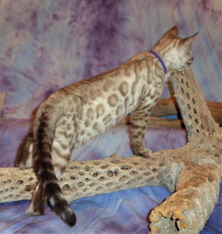 Male Female Brown Silver Snow Bengal Kittens photo 14