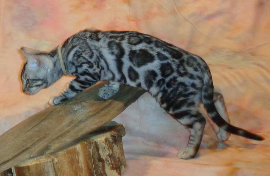 Male Female Brown Silver Snow Bengal Kittens photo 3
