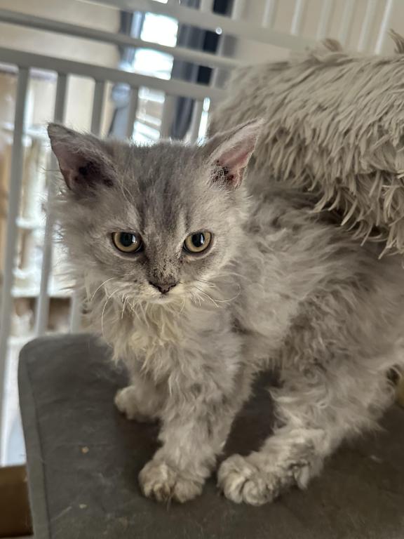 Light Gray Selkirk Kitten photo 1