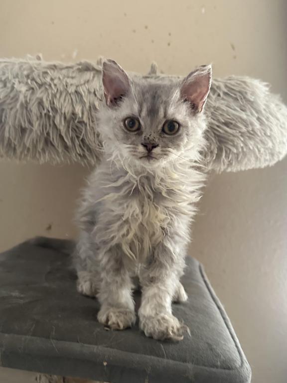 Light Gray Selkirk Kitten photo 3
