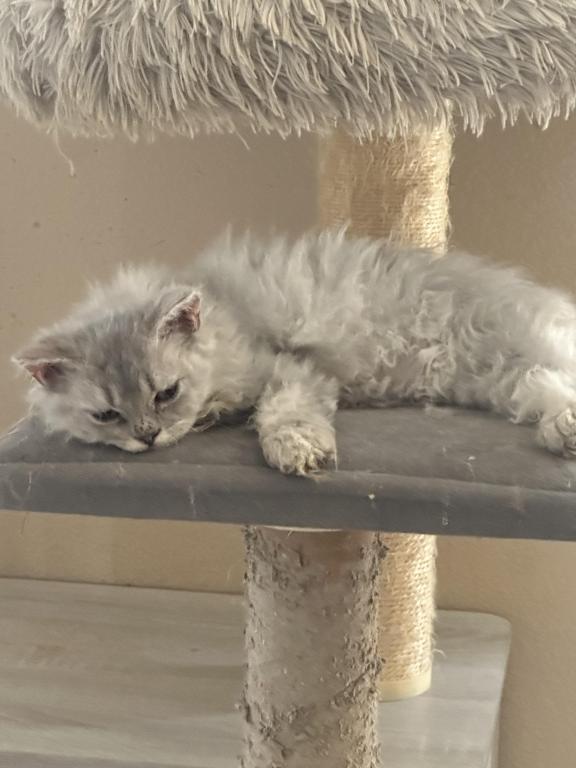 Light Gray Selkirk Kitten photo 2