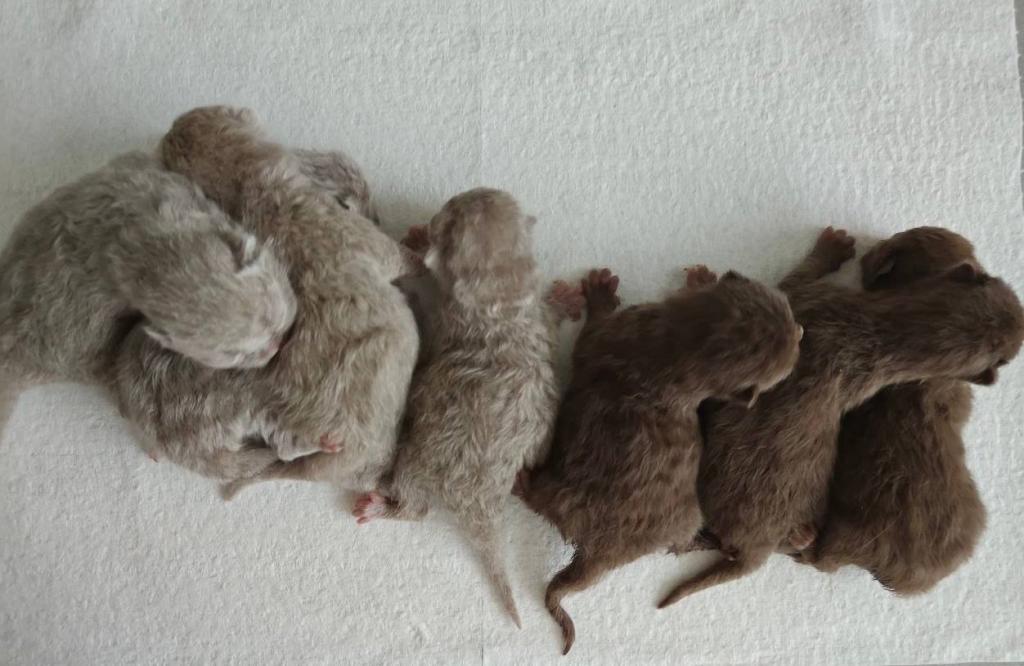 Chocolate & Fawn British Shorthair photo 1