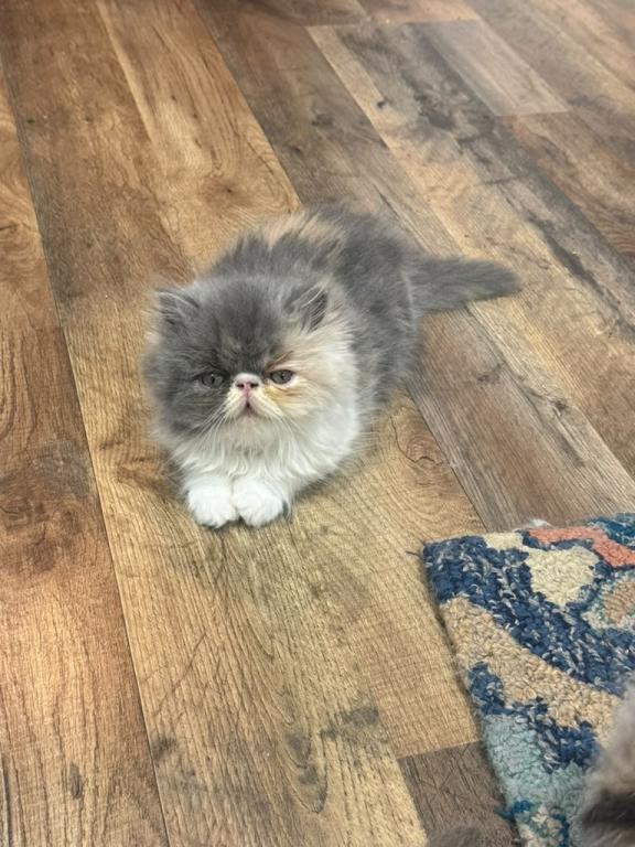 Persian