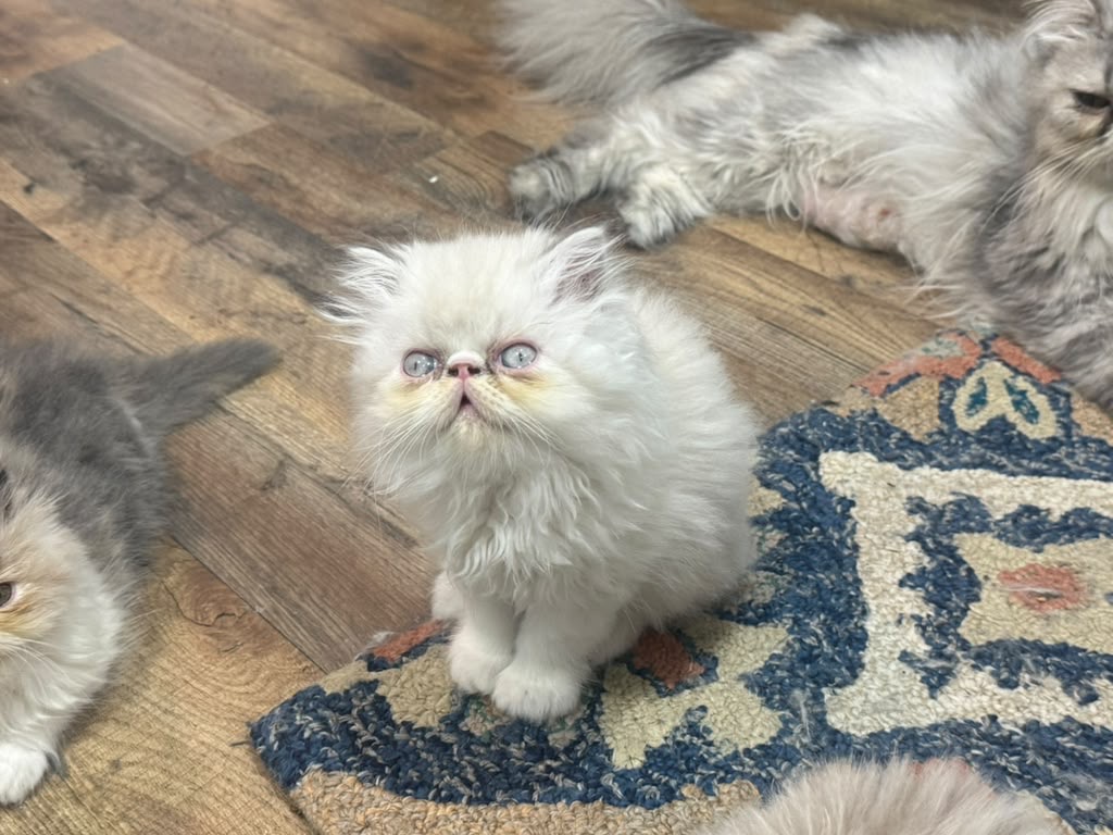 Persian photo 3