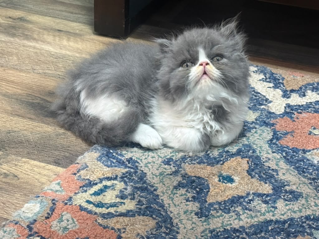 Persian photo 11