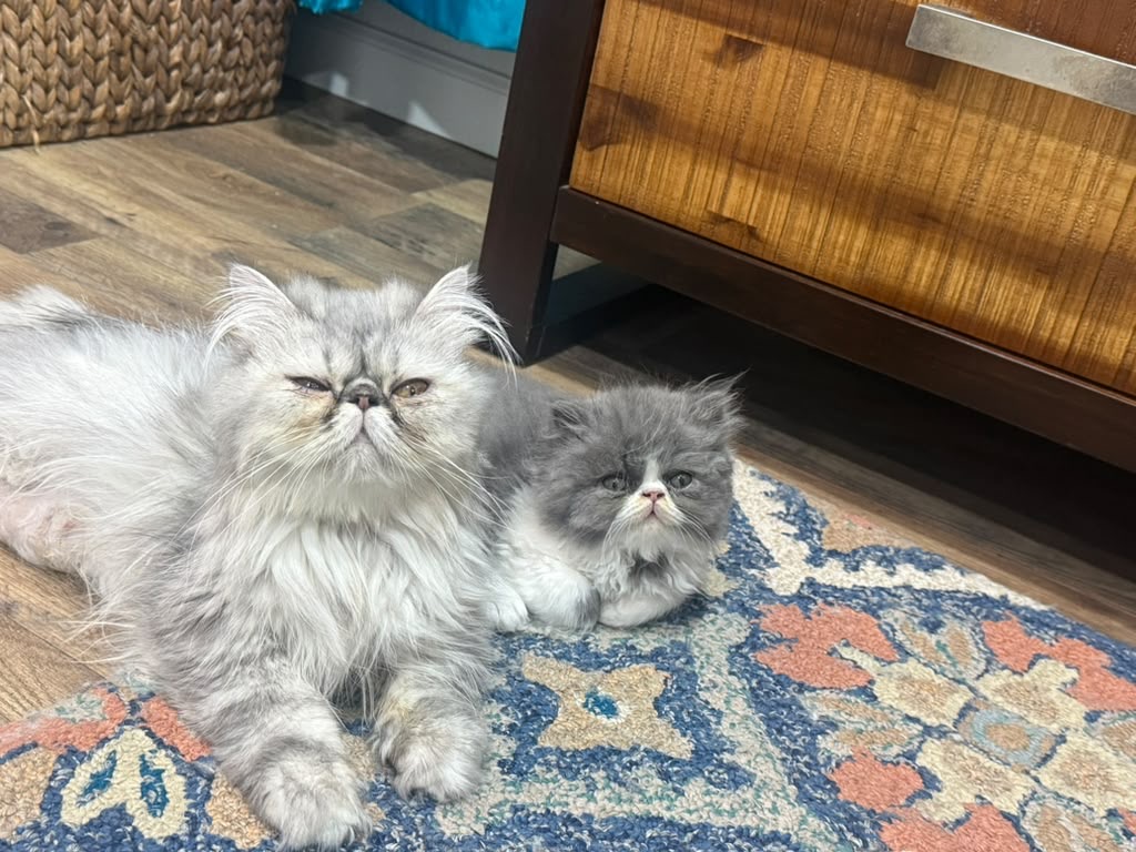 Persian photo 2