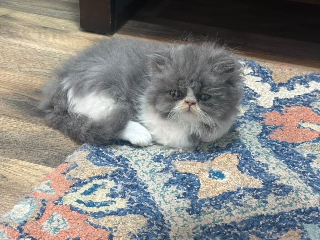 Persian photo 9