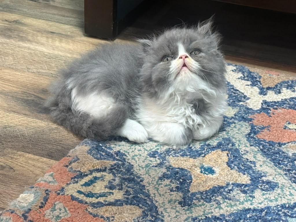Persian photo 12