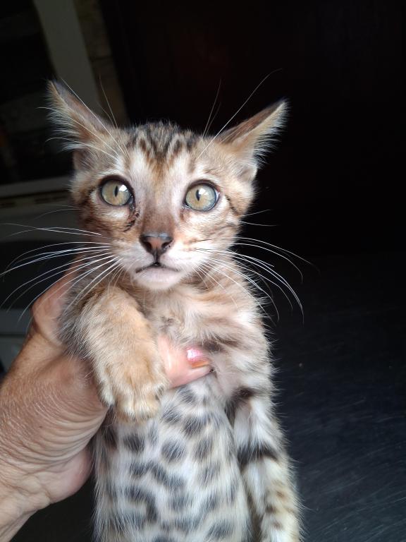 Bailey's Litter photo 2