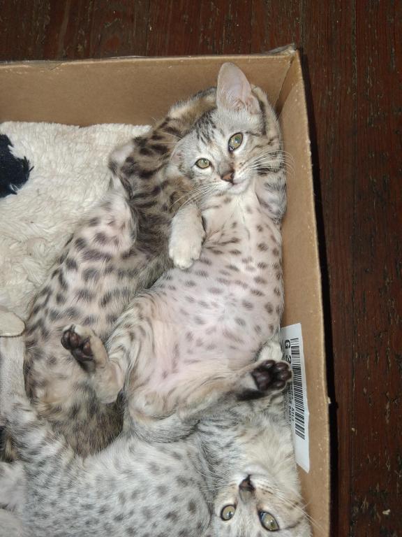 Bailey's Litter