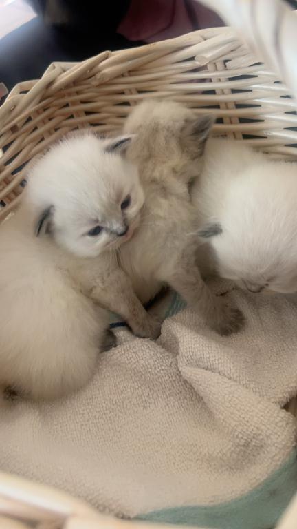 Cuties photo 3