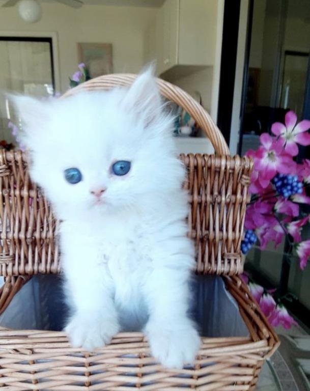 Cuties photo 4