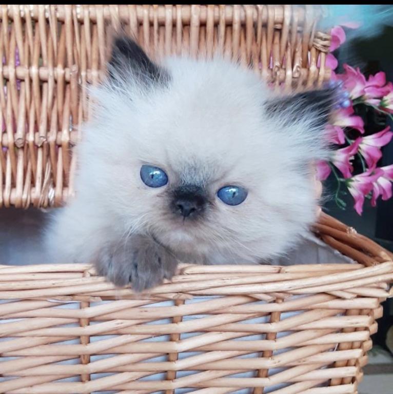 Cuties photo 1