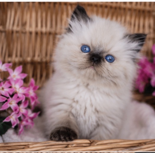 Cuties photo 5