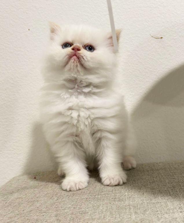 Sugar