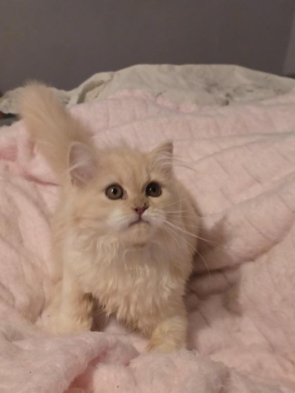Red Silver  Bi Color Female
