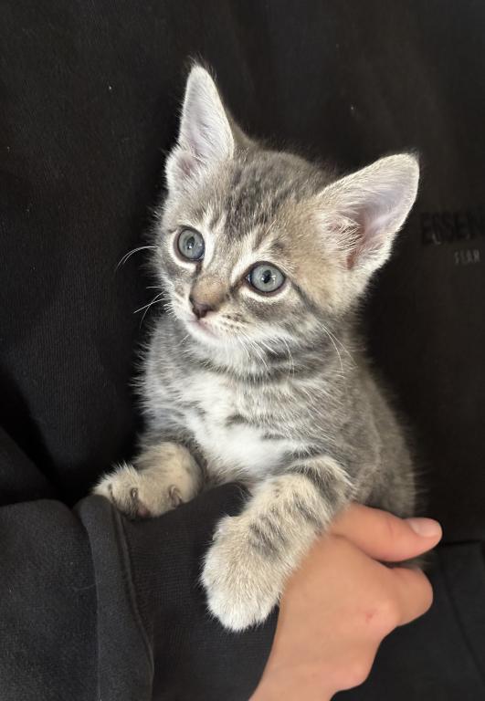 Russian Blue Tabby Mix Shorthair photo 1