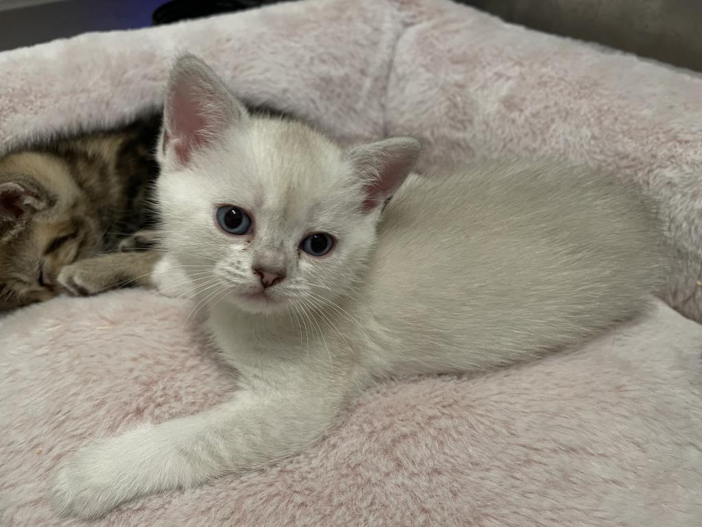 Scottish Fold And Straight Litter photo 5
