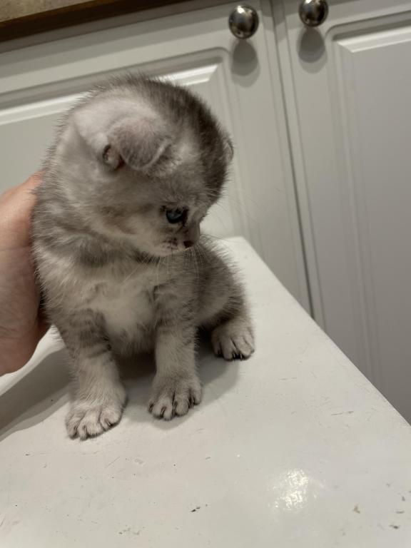 Scottish Fold And Straight Litter photo 3