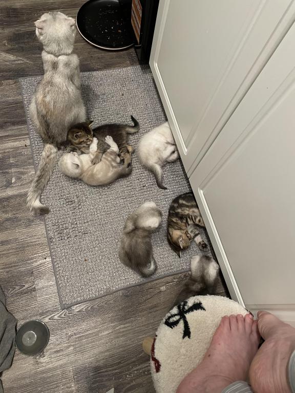 Scottish Fold And Straight Litter photo 1