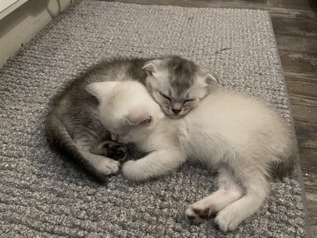 Scottish Fold And Straight Litter photo 2
