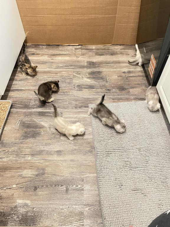 Scottish Fold And Straight Litter photo 10