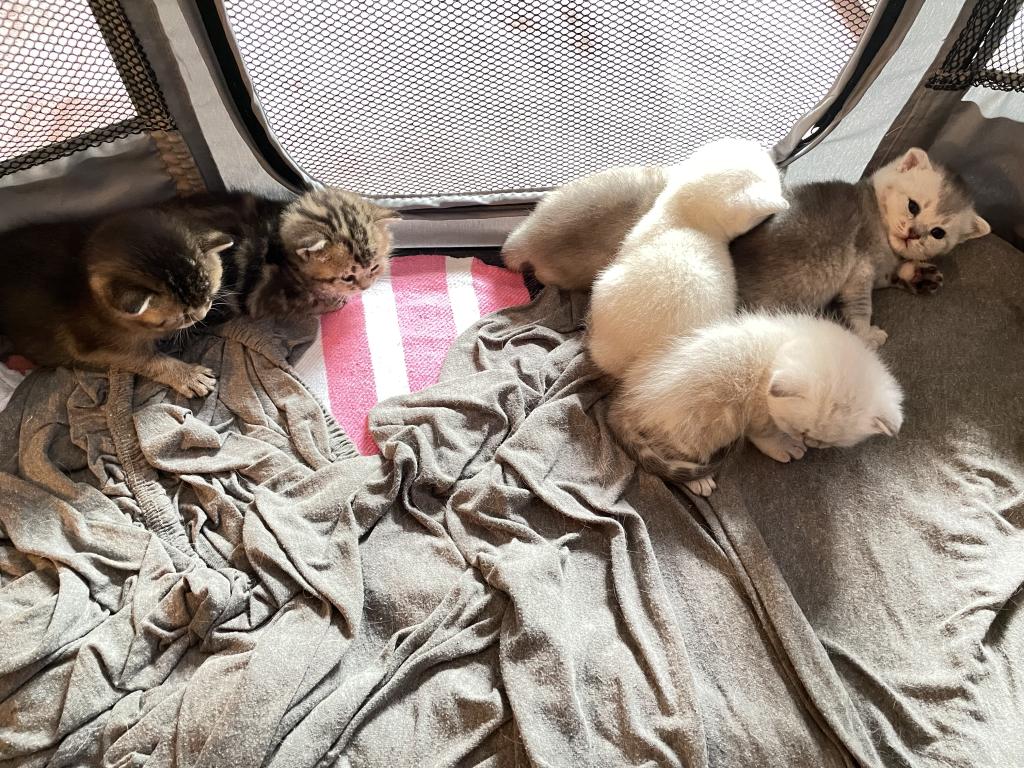 Scottish Fold And Straight Litter photo 11