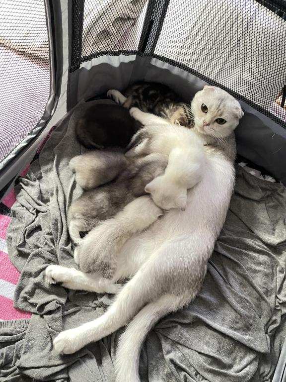 Scottish Fold And Straight Litter photo 12