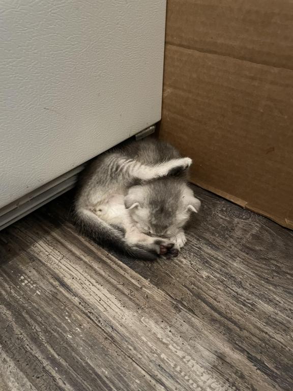 Scottish Fold And Straight Litter photo 9