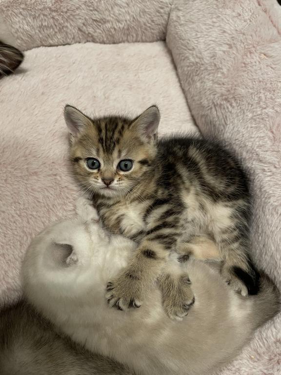 Scottish Fold And Straight Litter photo 7