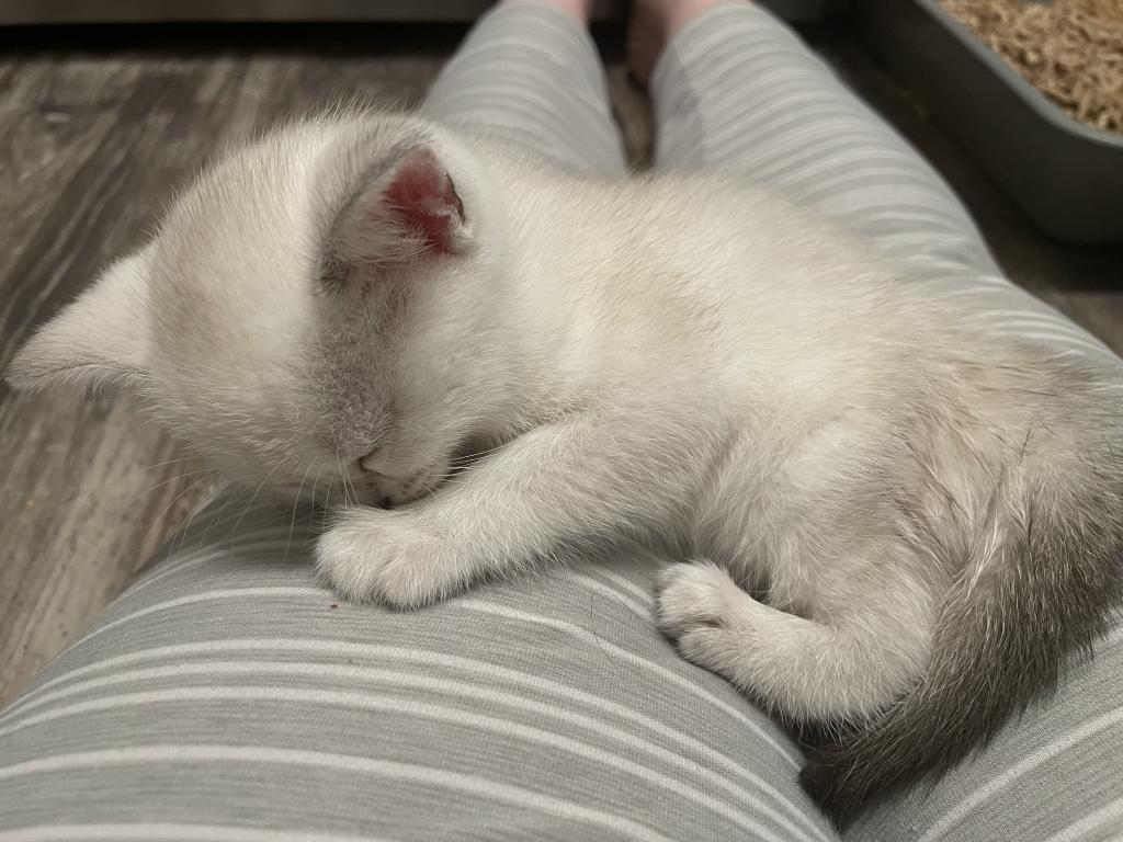 Scottish Fold And Straight Litter photo 8