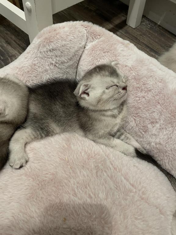 Scottish Fold And Straight Litter photo 6