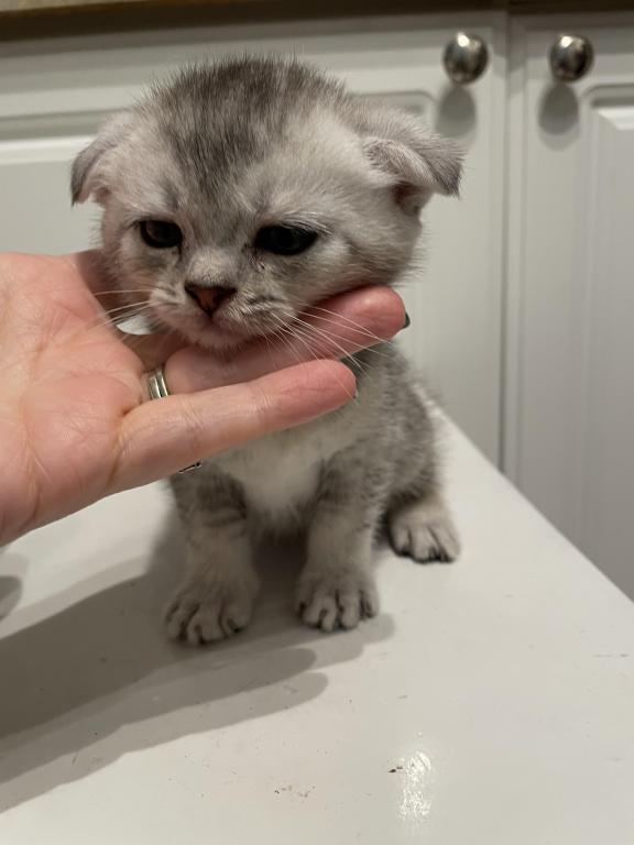 Scottish Fold And Straight Litter photo 4
