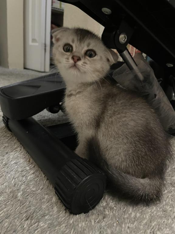 Scottish Fold photo 2
