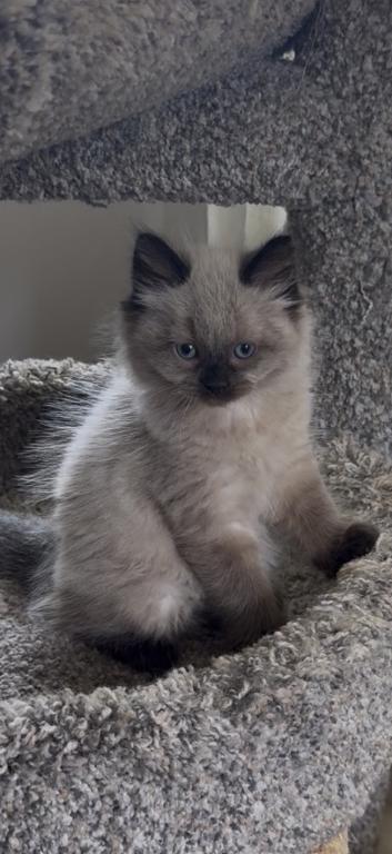 Baby Male2 photo 3