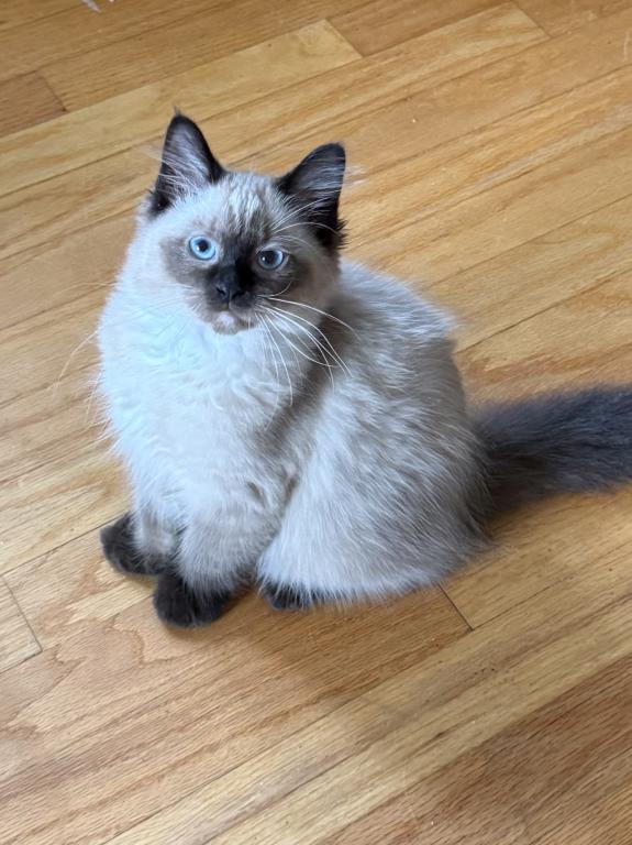 Baby Male2