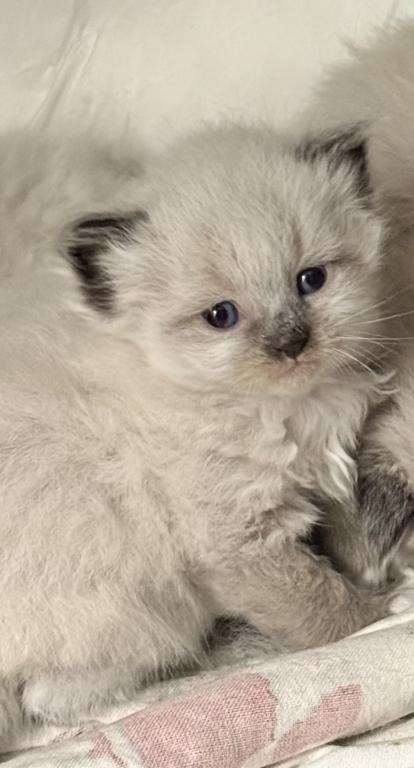 Baby Male2 photo 5