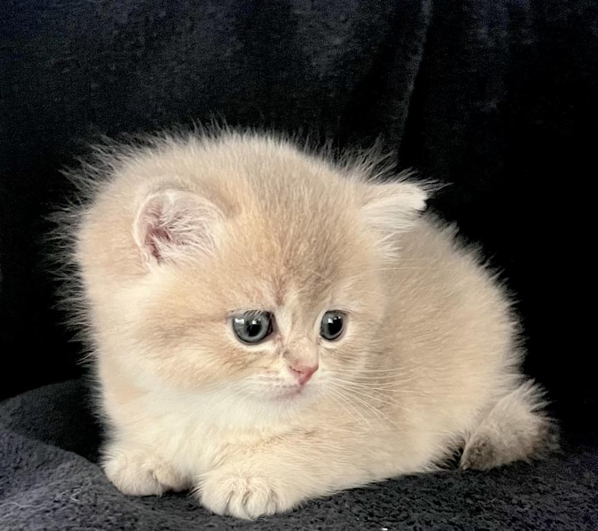 Same Litter photo 7