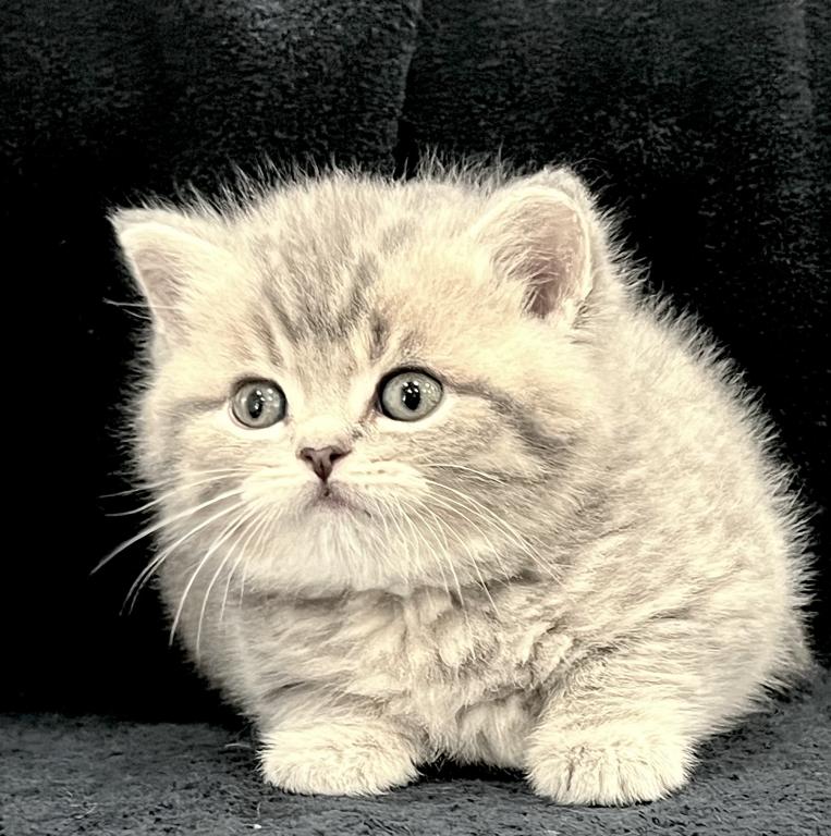 Same Litter photo 5