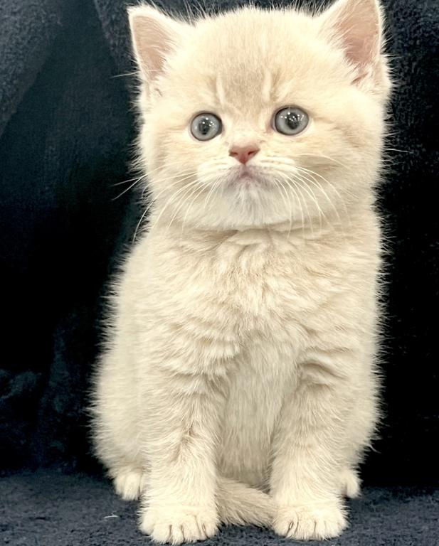 Same Litter photo 3