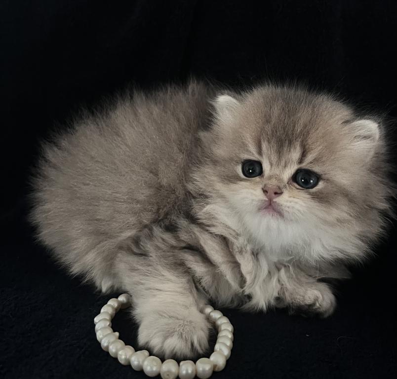 Same Litter photo 10